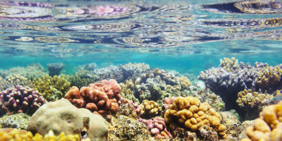 zonnebrand zonder oxybenzone
